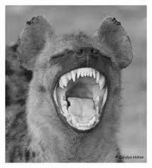 hyena laughing
