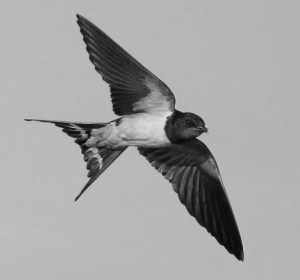 swallow-05