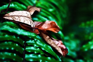 shutterstock_182915657